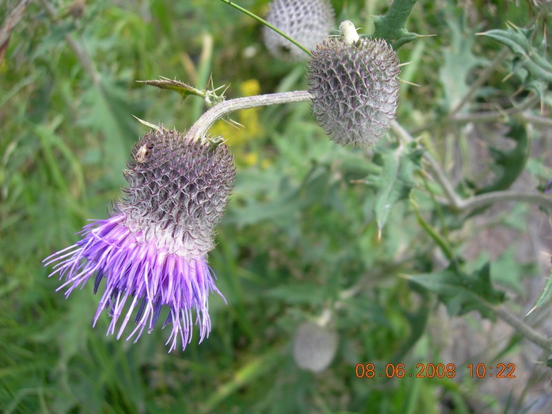 Cirsium erythrolepis photo 5