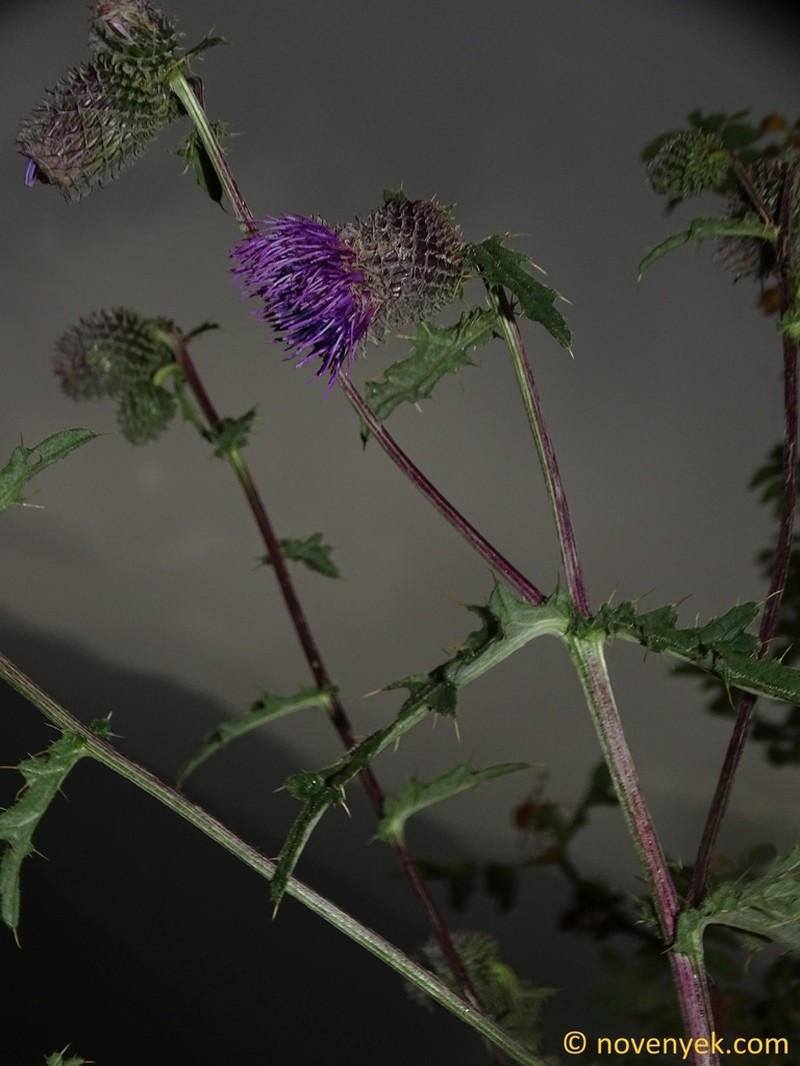Cirsium erythrolepis photo 6
