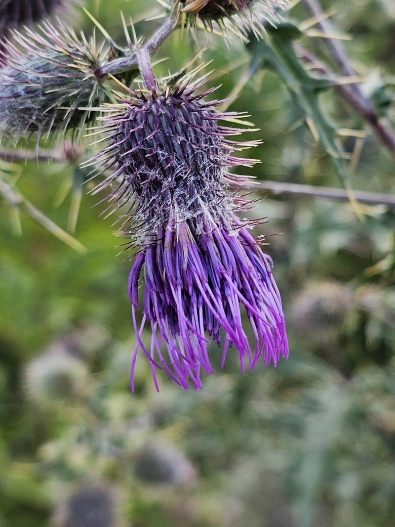 Cirsium erythrolepis photo 7