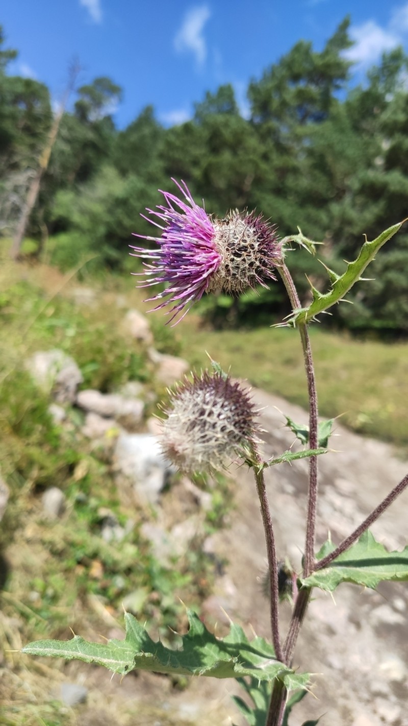 Cirsium erythrolepis photo 8