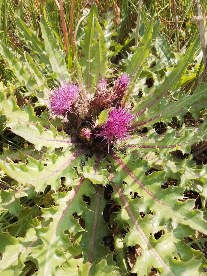 Cirsium esculentum