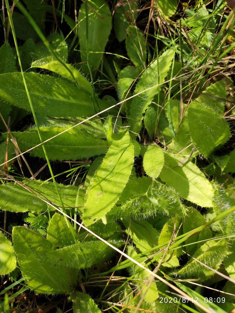 Cirsium esculentum photo 2