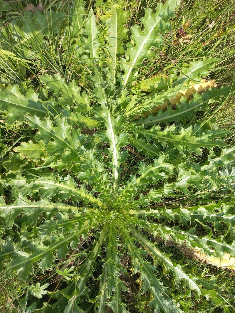 Cirsium esculentum photo 3