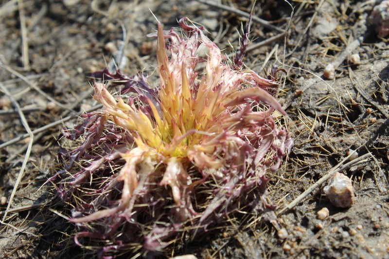 Cirsium esculentum photo 4