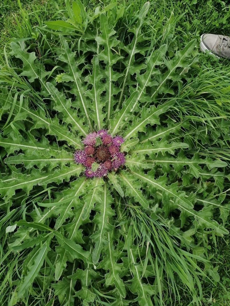 Cirsium esculentum photo 5