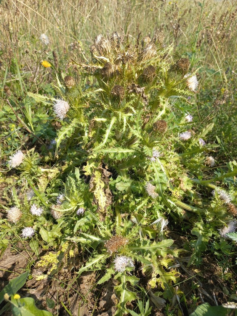 Cirsium esculentum photo 6