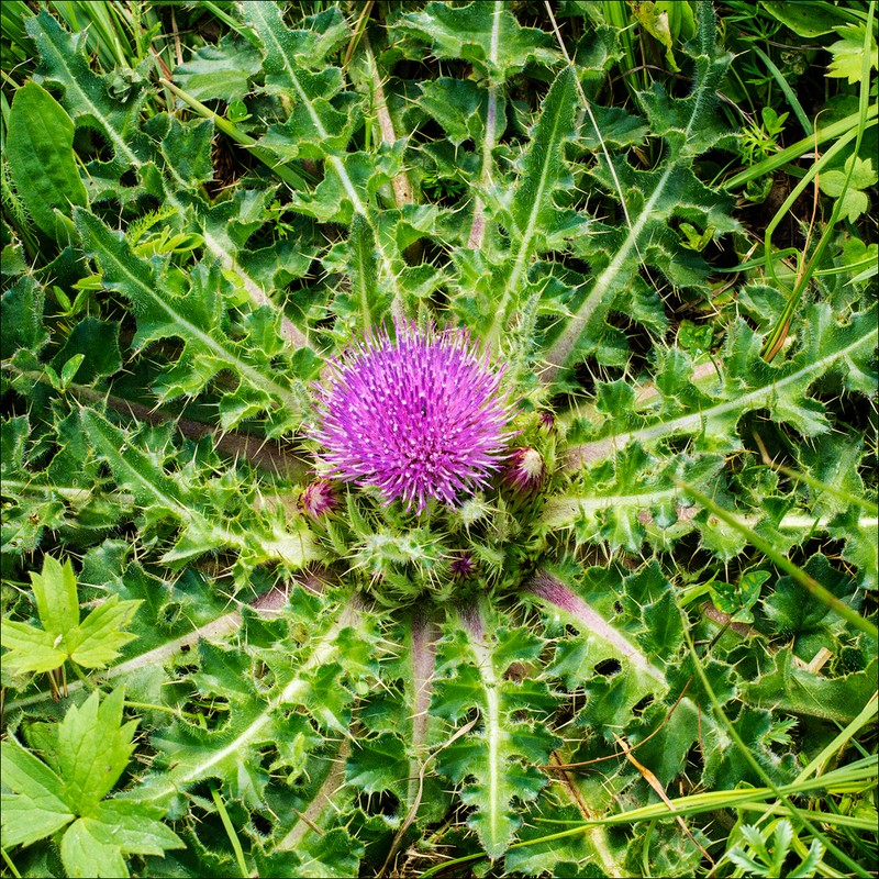 Cirsium esculentum photo 7