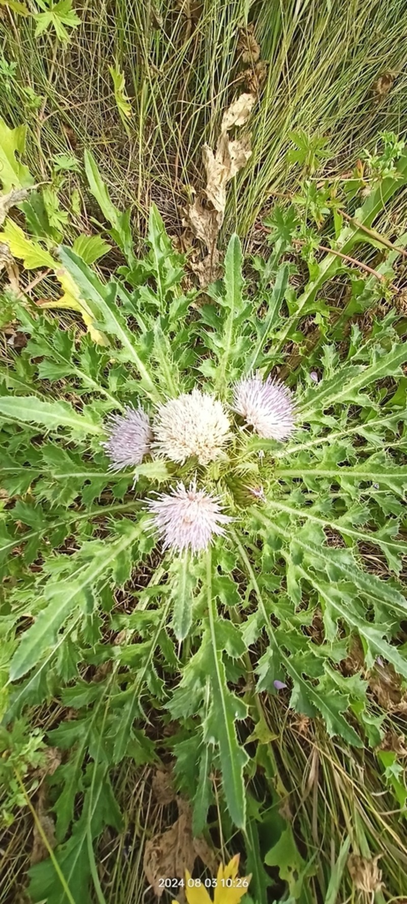 Cirsium esculentum photo 8