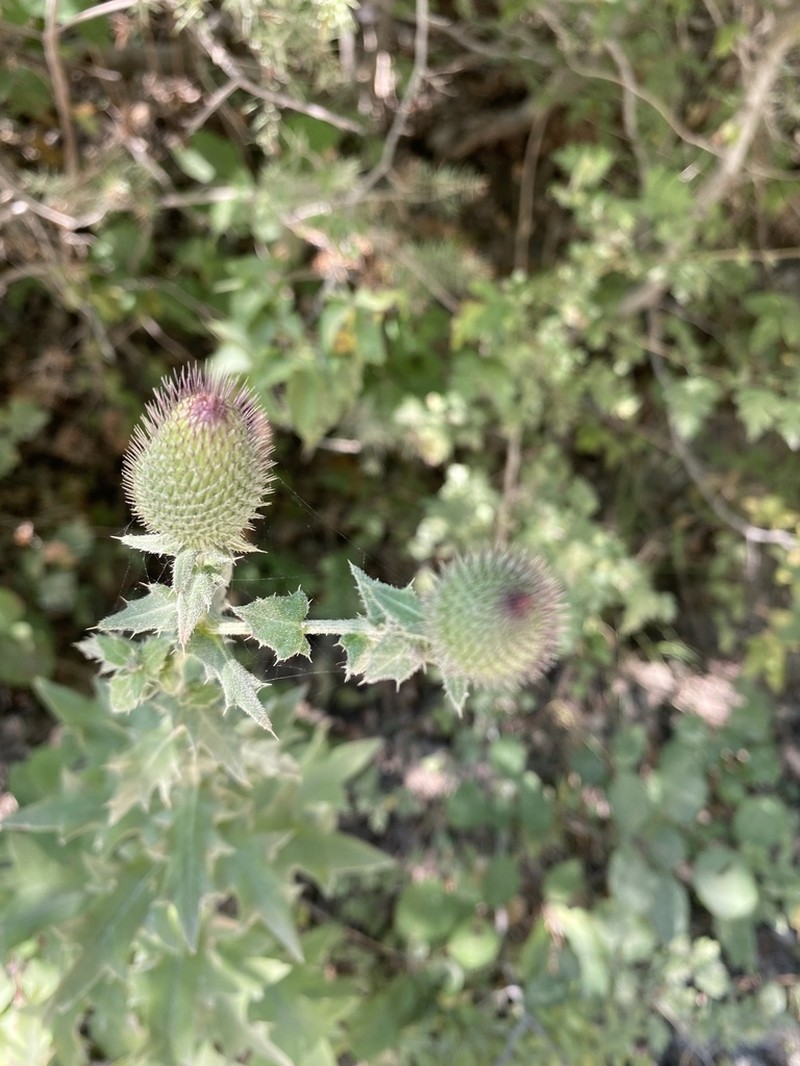 Cirsium euxinum
