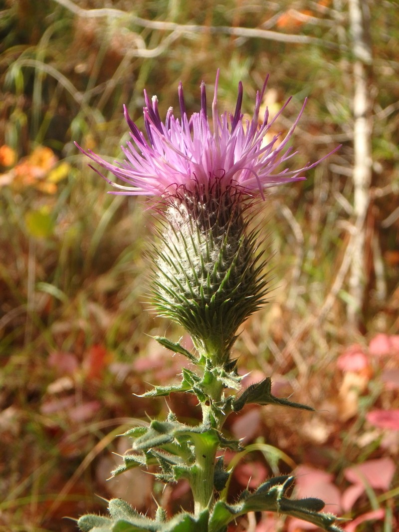 Cirsium euxinum photo 2