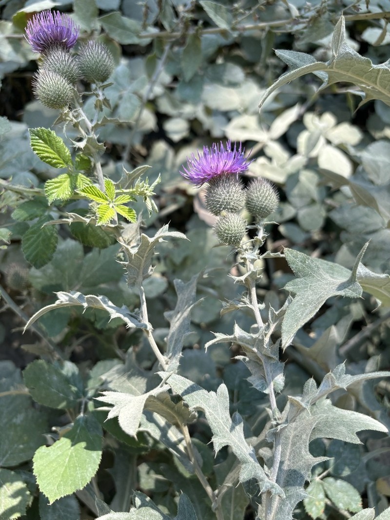 Cirsium euxinum photo 3