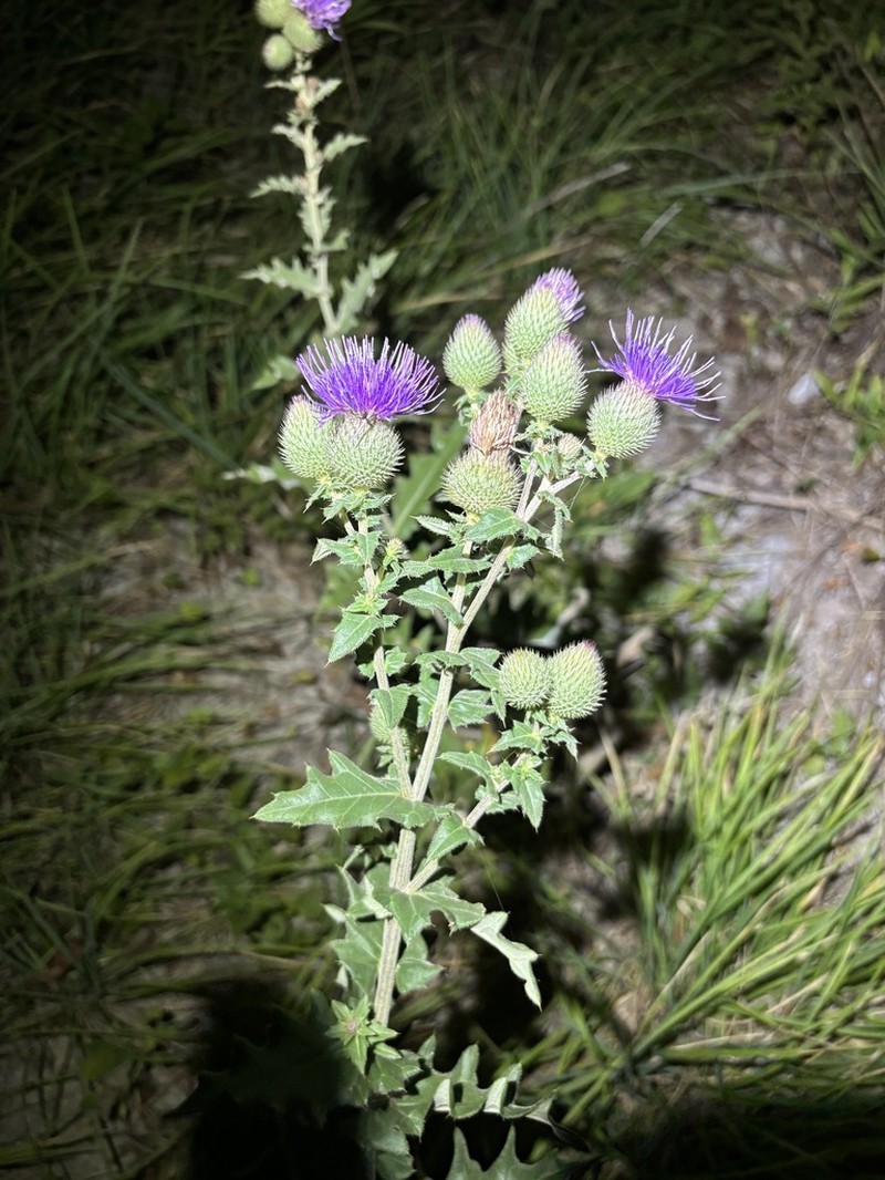 Cirsium euxinum photo 4