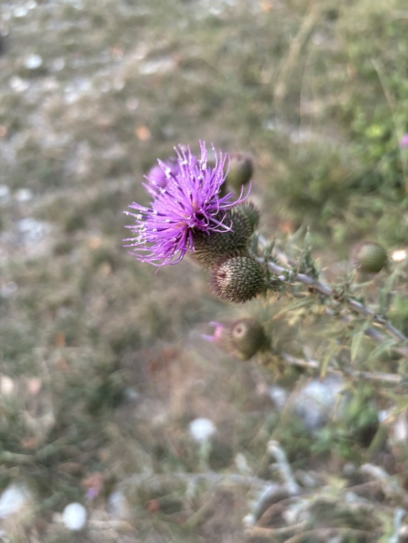 Cirsium euxinum photo 5