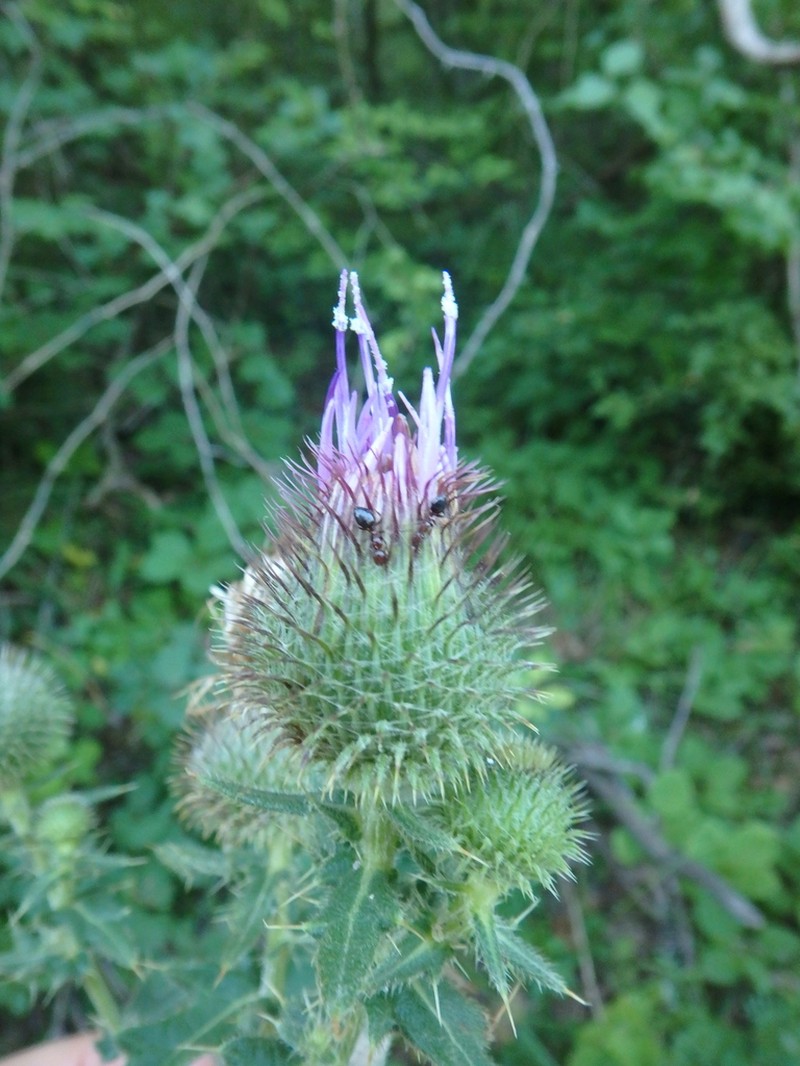Cirsium euxinum photo 6