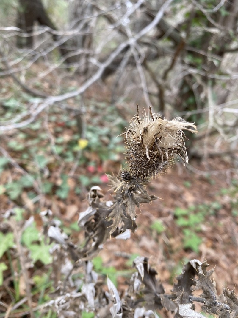 Cirsium euxinum photo 7