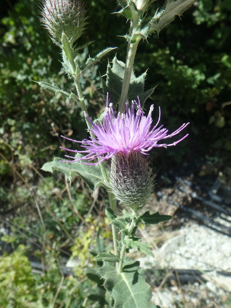 Cirsium euxinum photo 8