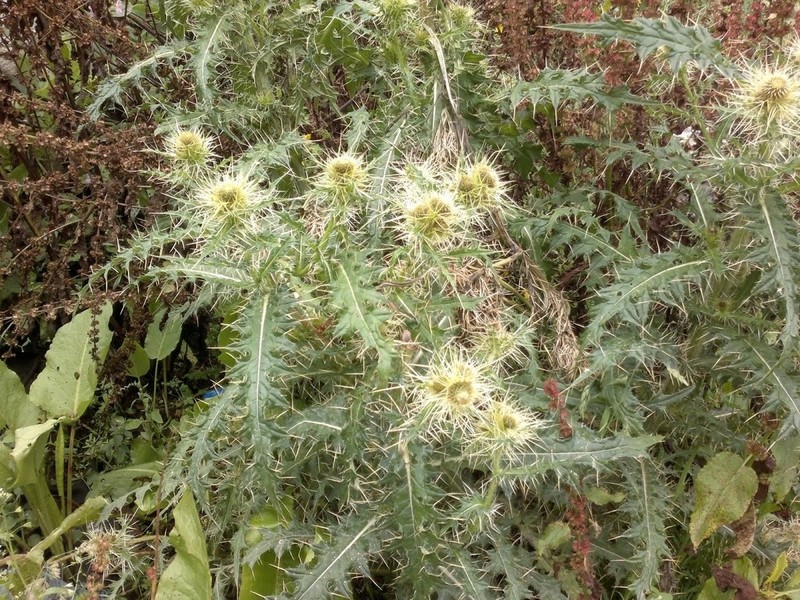 Cirsium falconeri