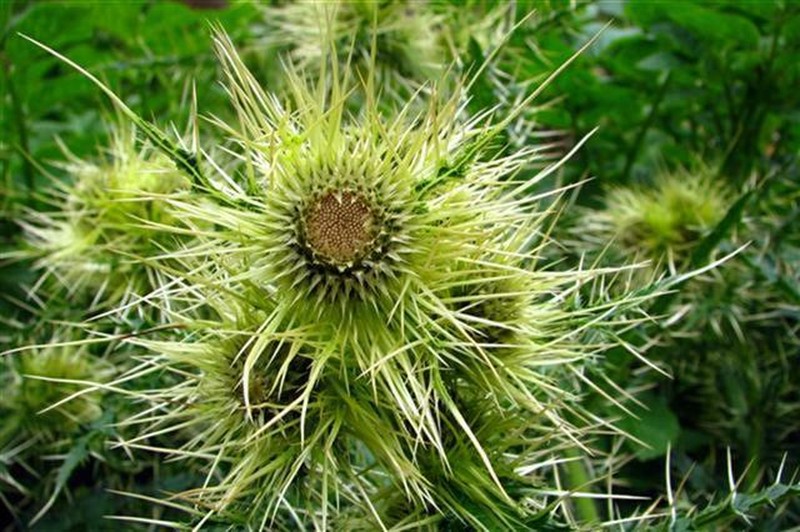 Cirsium falconeri photo 2