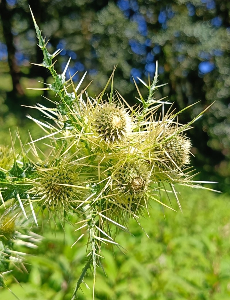 Cirsium falconeri photo 3