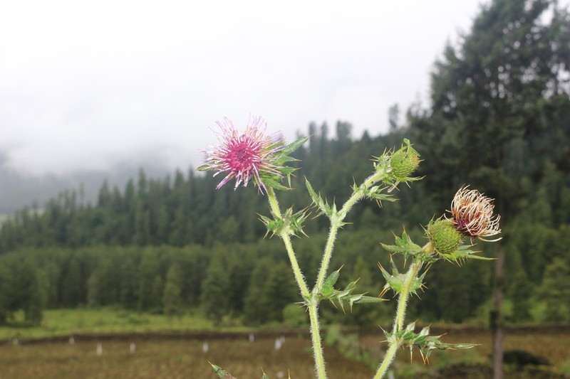 Cirsium falconeri photo 4