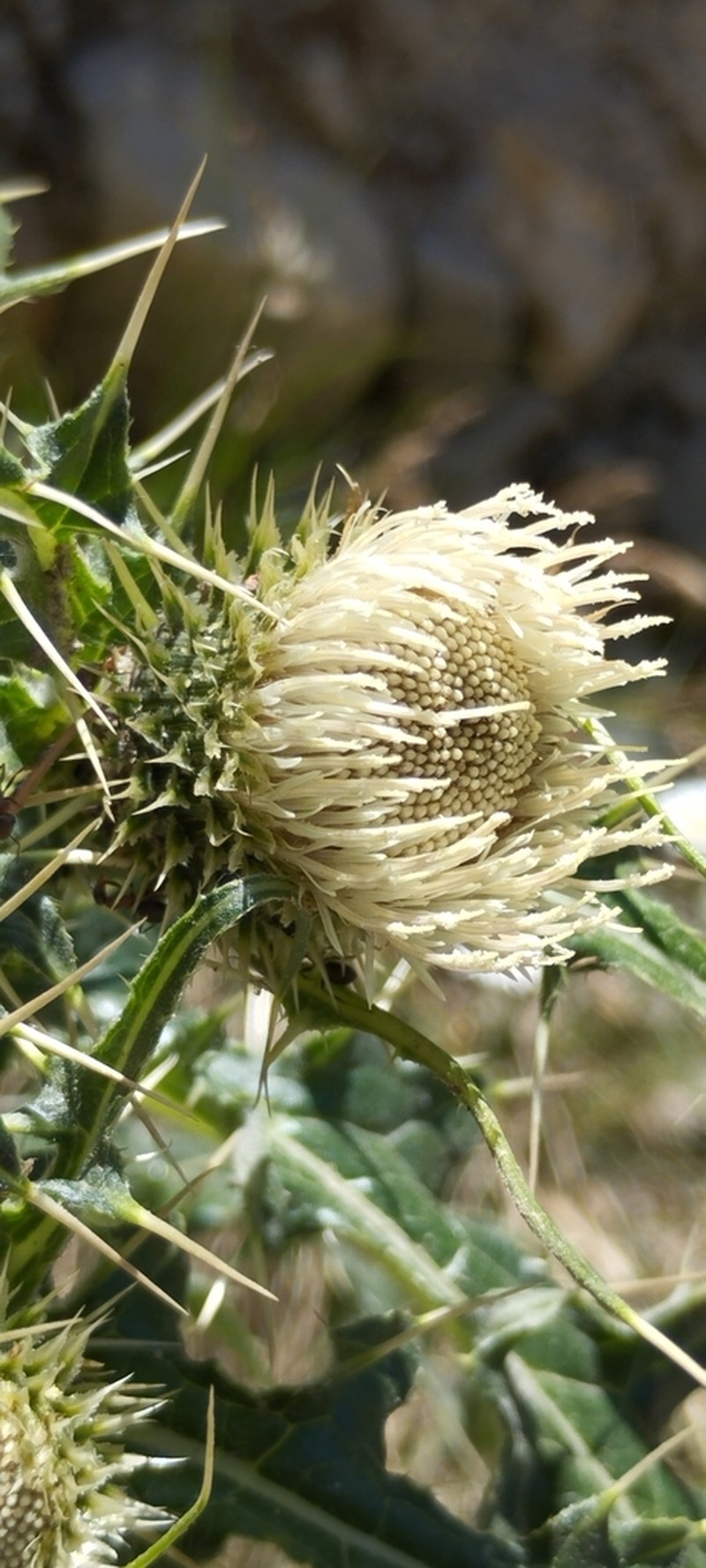Cirsium falconeri photo 5