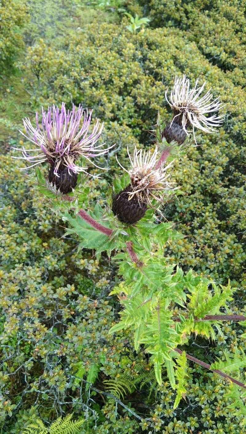 Cirsium falconeri photo 6