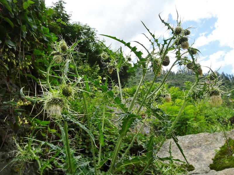Cirsium falconeri photo 7