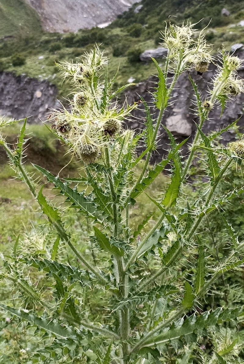 Cirsium falconeri photo 8