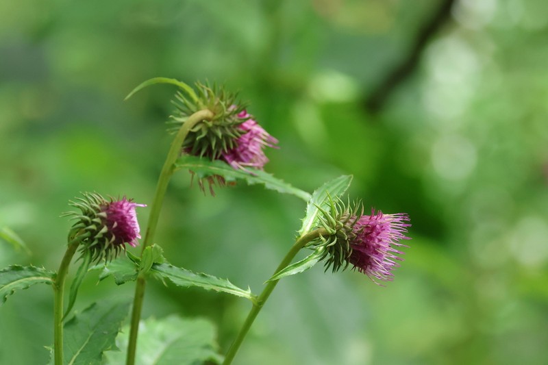 Cirsium fanjingshanense photo 2