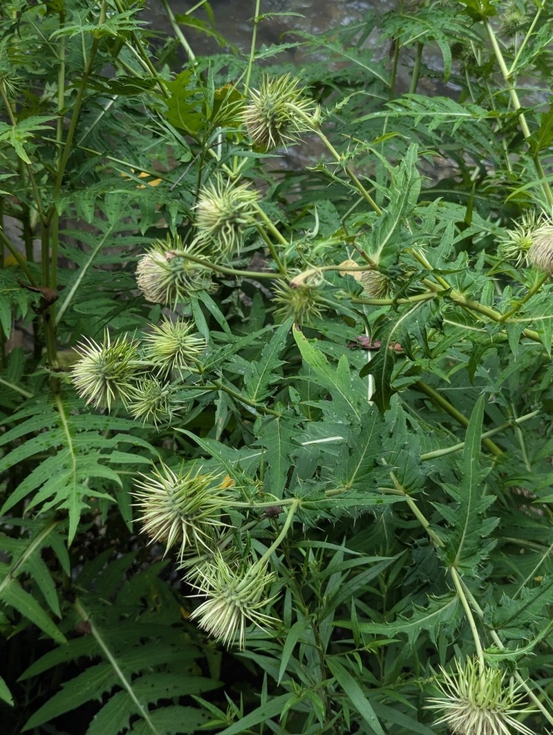 Cirsium fargesii