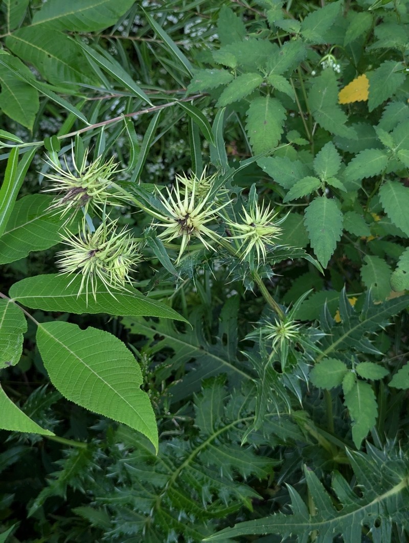 Cirsium fargesii photo 2