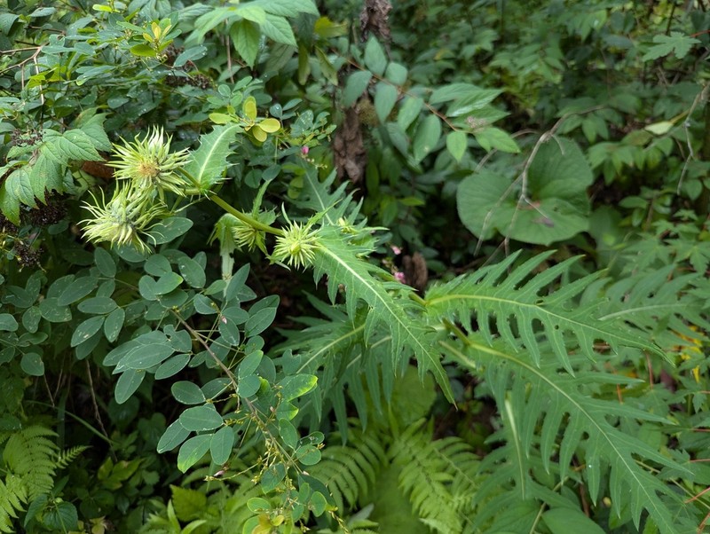 Cirsium fargesii photo 3