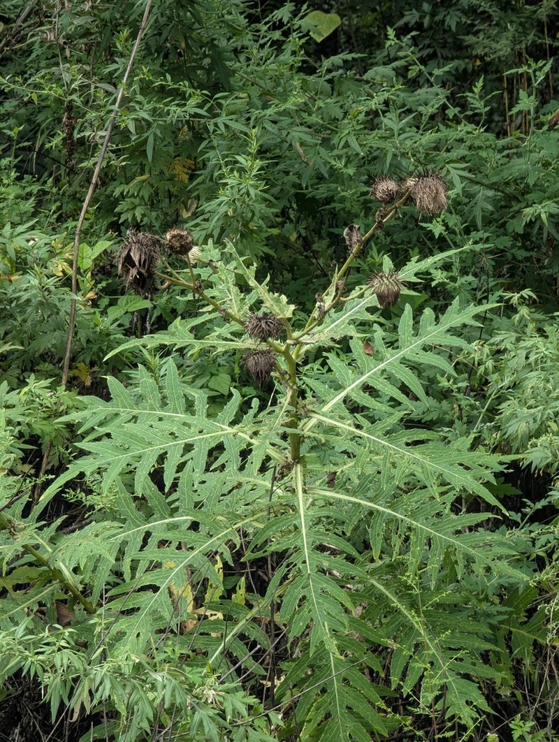 Cirsium fargesii photo 4