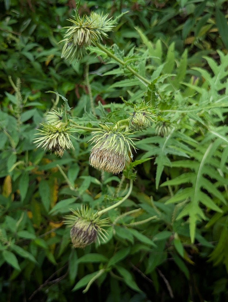 Cirsium fargesii photo 5