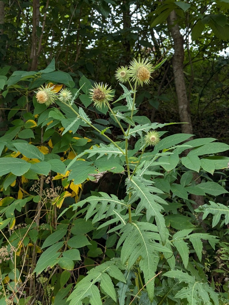Cirsium fargesii photo 6