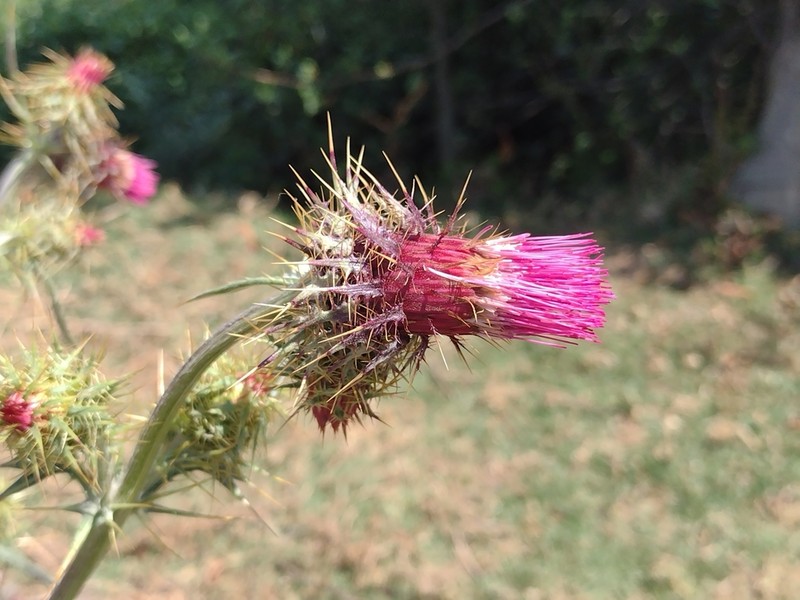 Cirsium faucium