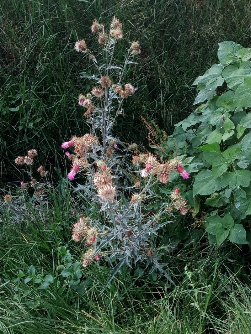 Cirsium faucium photo 2