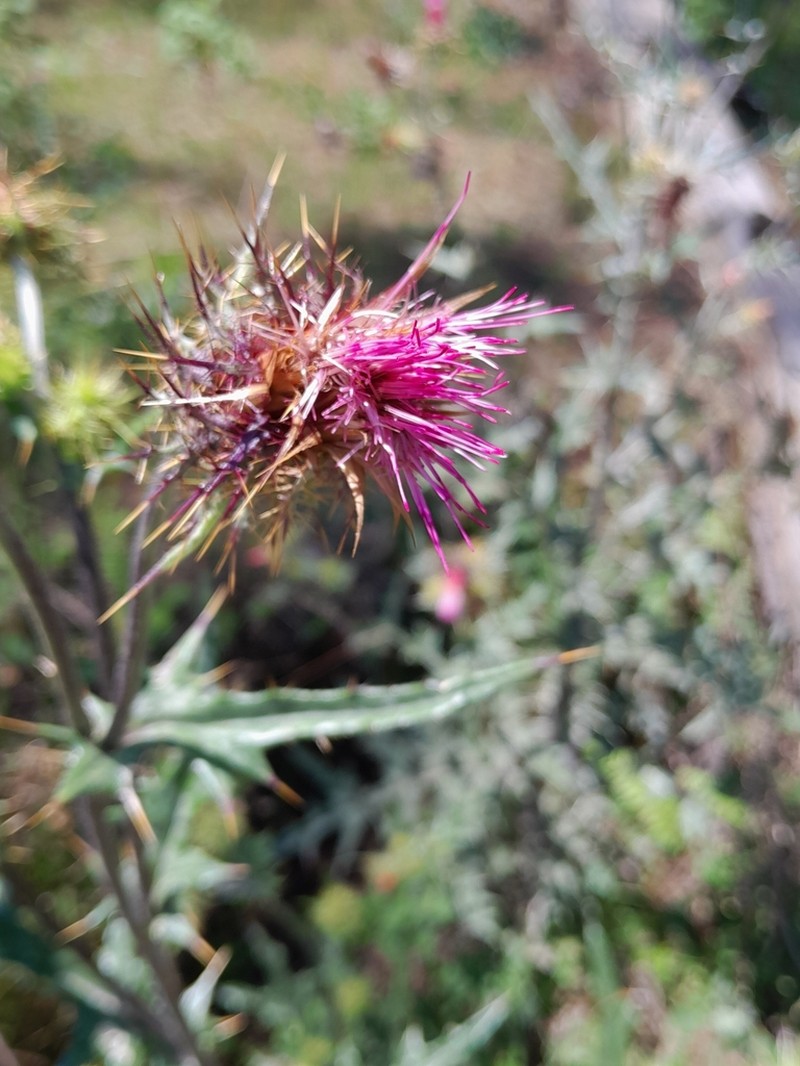 Cirsium faucium photo 3
