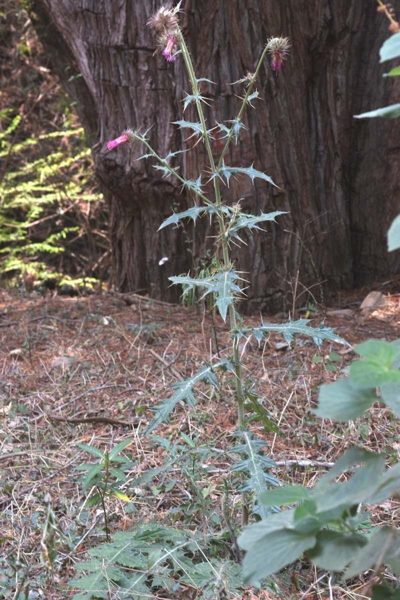 Cirsium faucium photo 4