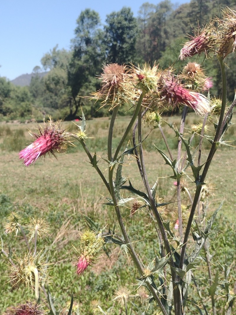 Cirsium faucium photo 5