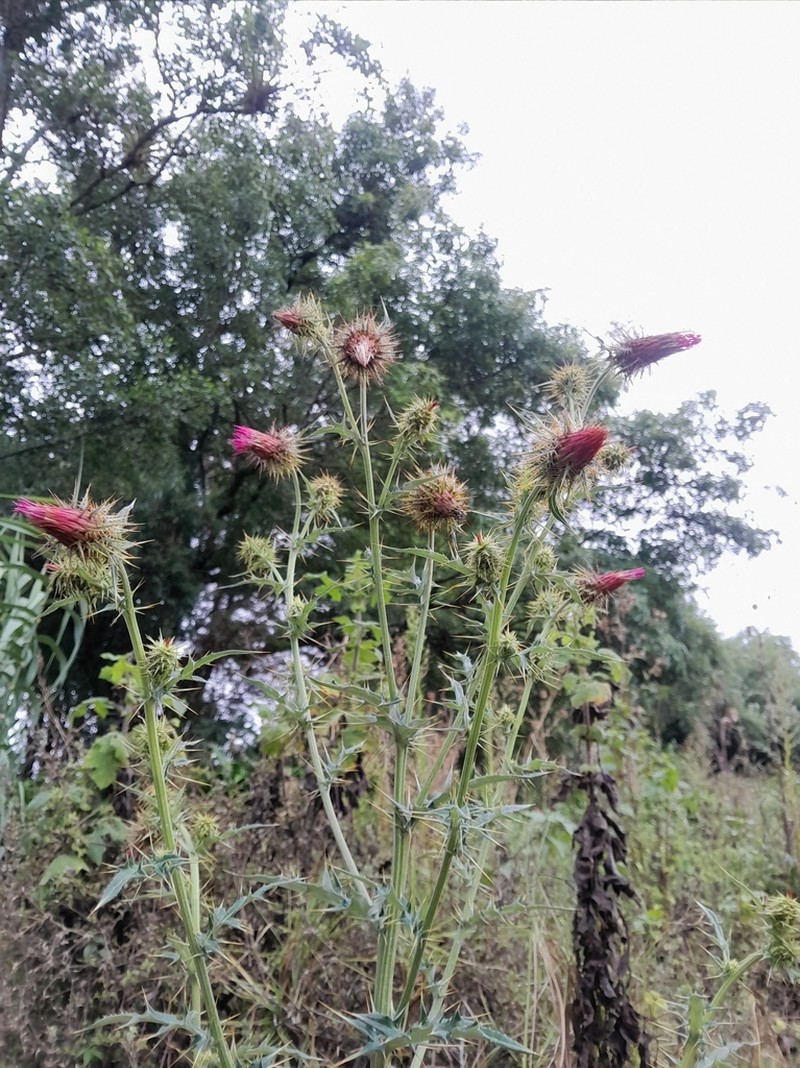 Cirsium faucium photo 6