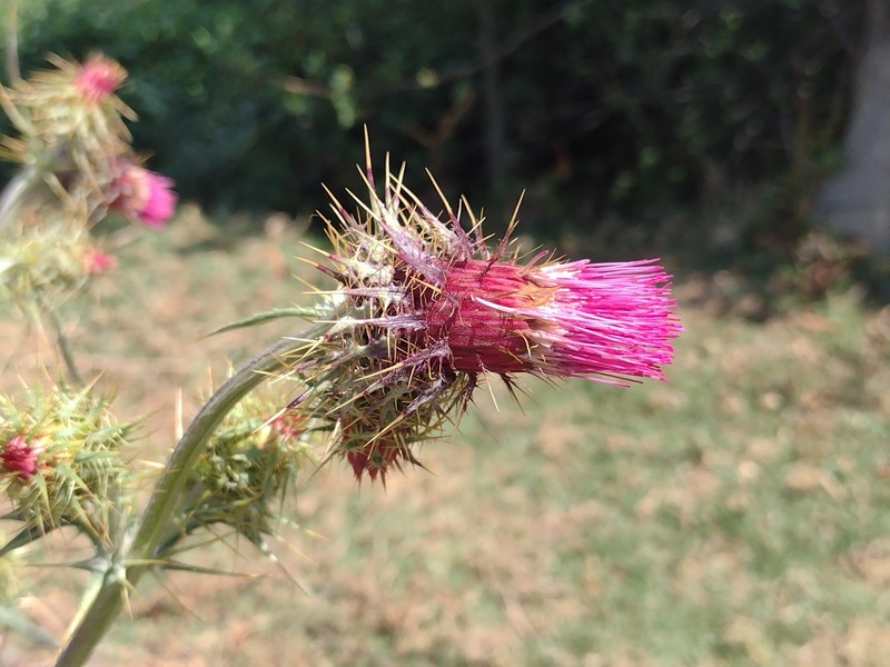 Cirsium faucium photo 8
