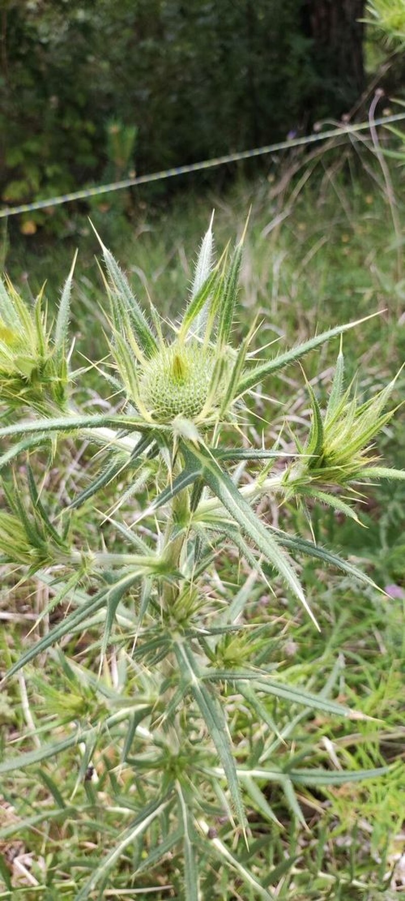 Cirsium ferox
