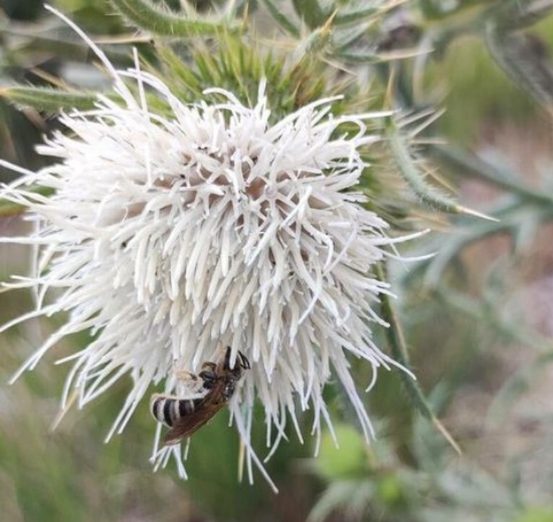 Cirsium ferox photo 2