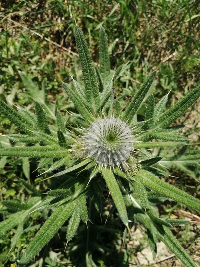 Cirsium ferox photo 3