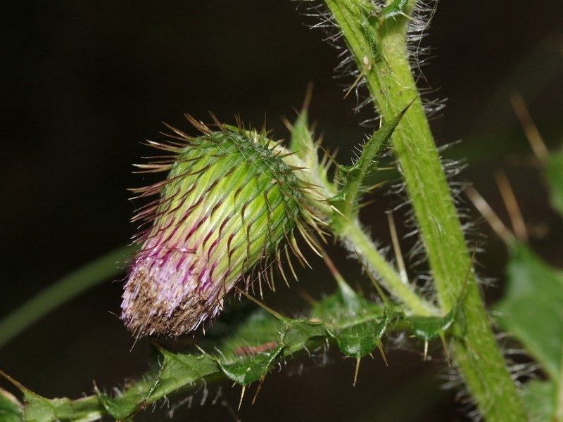 Cirsium ferum photo 2