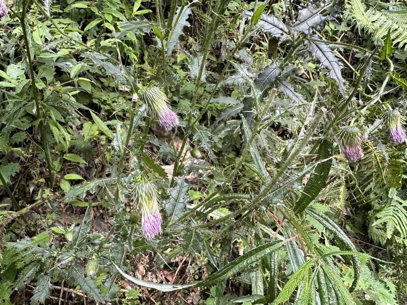 Cirsium ferum photo 3