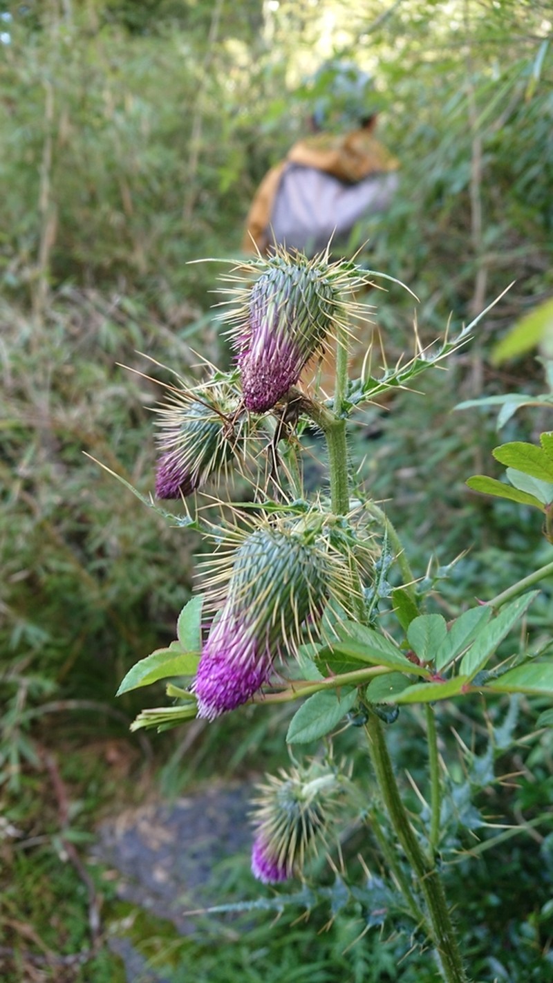 Cirsium ferum photo 4