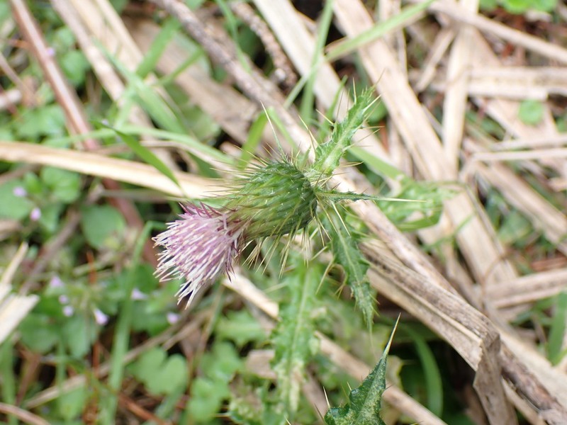 Cirsium ferum photo 5
