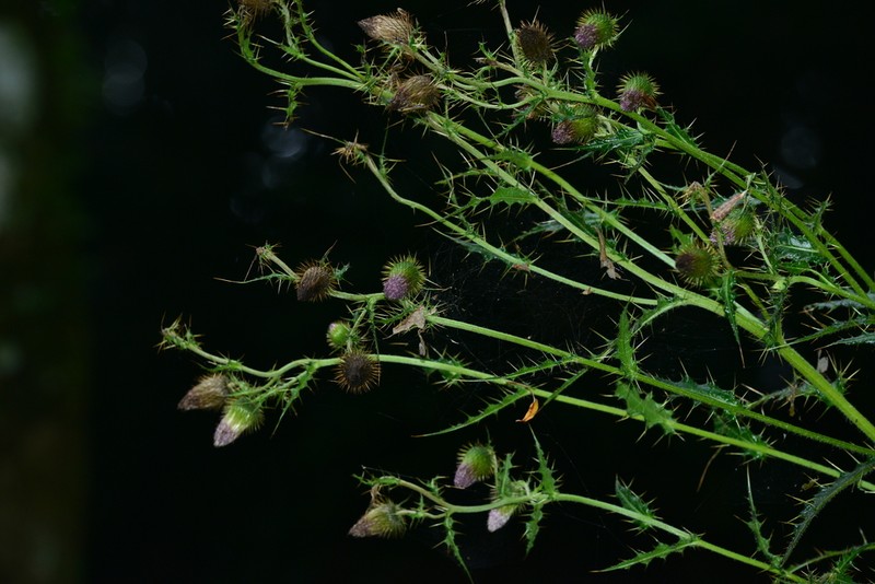 Cirsium ferum photo 6